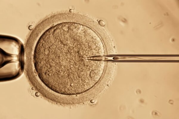 Nova técnica revela por que óvulos envelhecem com a idade. (Foto: Tinttrex via Canva)