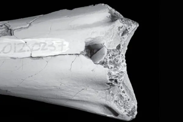 Fóssil de Cryodrakon boreas preserva mordida de predador. (Foto: Caleb M. Brown via Journal of Paleontology)