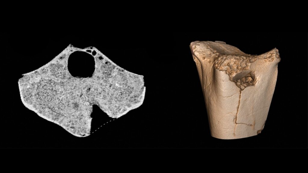 Pterossauro juvenil serviu de presa para crocodilianos antigos. (Foto: Caleb M. Brown via Journal of Paleontology)