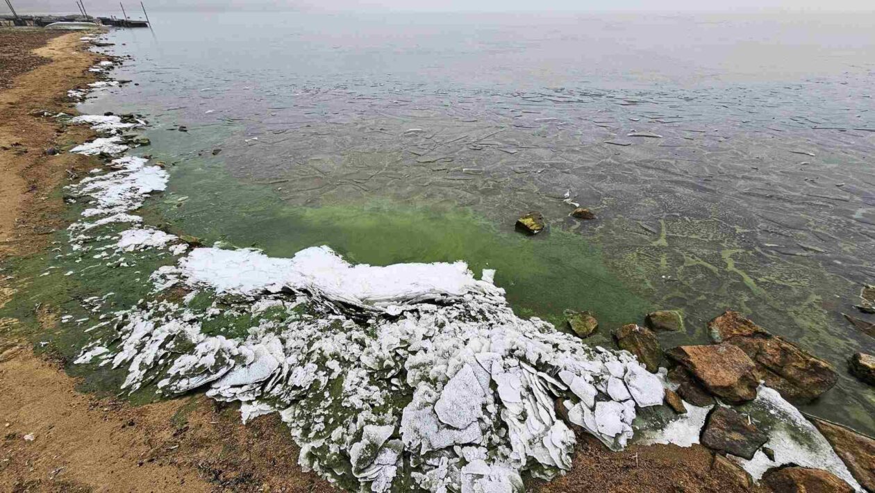 Gelo verde no Lago Lipno revela cianobactérias no inverno (Imagem: Petr Znachor, BC CAS)