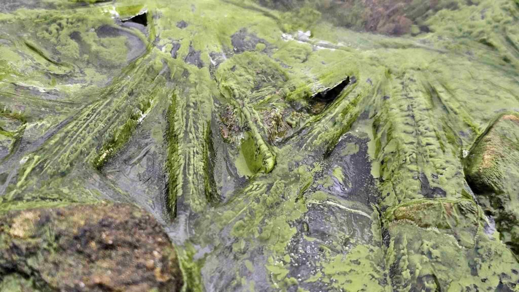 Fenômeno raro: cianobactérias deixam o gelo do lago verde (Imagem: Petr Znachor, BC CAS)
