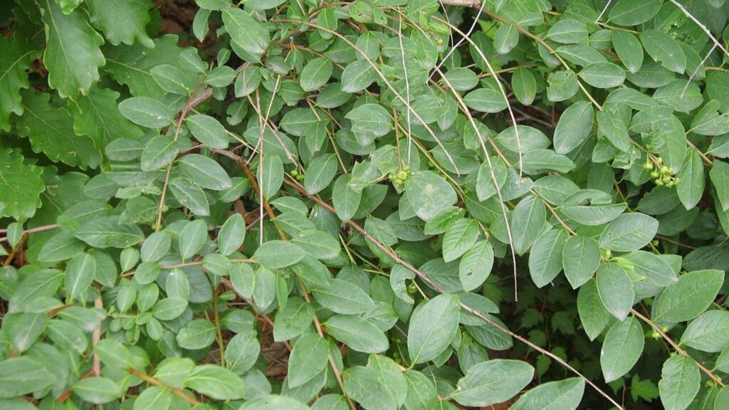 Descoberta revela truque químico vegetal para fármacos sustentáveis. (Imagem: Dalgial/ CC BY-SA 3.0)
