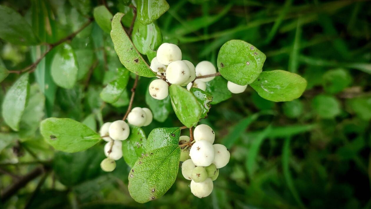 Plantas usam genes bacterianos para criar remédios naturais poderosos. (Imagem: Getty Images/ Canva Pro)