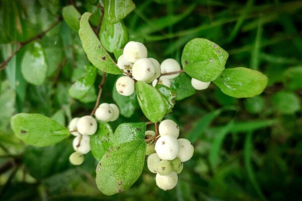 Plantas usam genes bacterianos para criar remédios naturais poderosos. (Imagem: Getty Images/ Canva Pro)