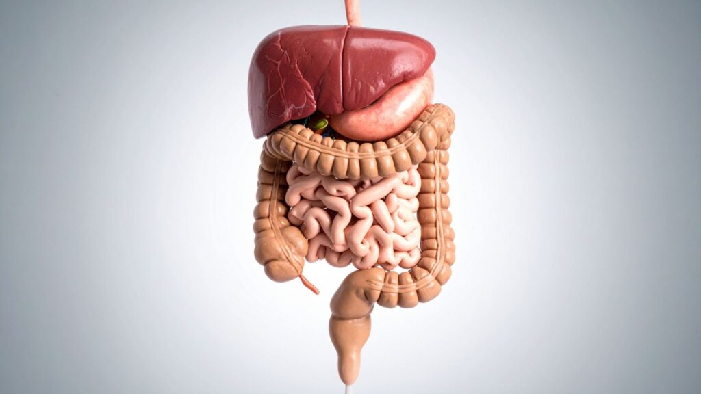 Alterações precoces na microbiota afetam a saúde ao longo da vida. (Foto: TrueCreatives via Canva)