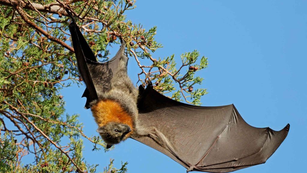 Gigante alado do Sudeste Asiático sustenta ecossistemas inteiros. (Imagem: Nico Smit de nicosmit via Canva)
