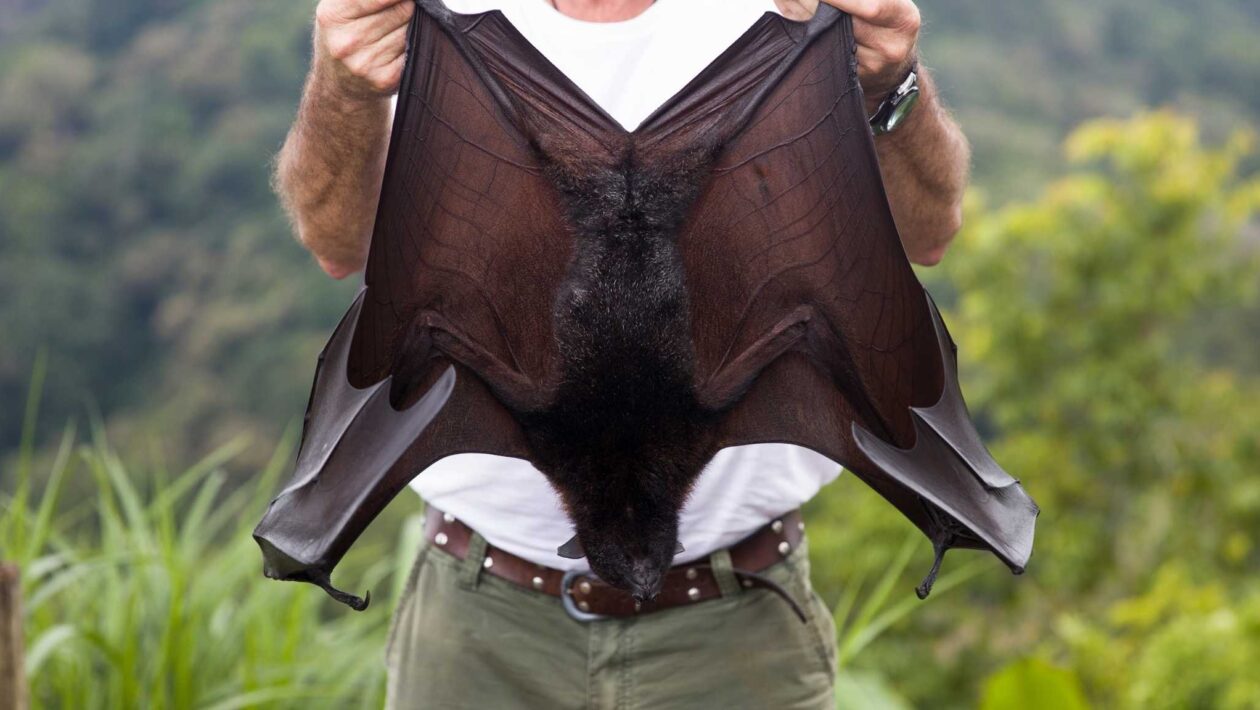 O maior morcego do mundo voa e mantém florestas vivas! (Imagem: BGStock72 via Canva)