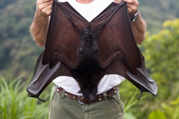 O maior morcego do mundo voa e mantém florestas vivas! (Imagem: BGStock72 via Canva)