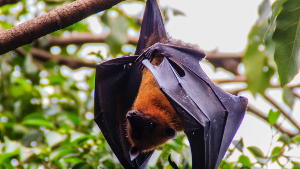 Pteropus vampyrus: tamanho impressionante e papel ecológico vital. (Imagem: Getty Images/ Canva Pro)
