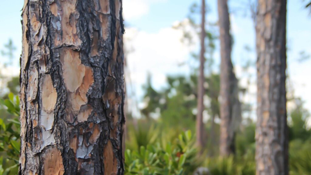 Casca das árvores atua como filtro natural do ar (Imagem: Getty Images/ Canva Pro)
