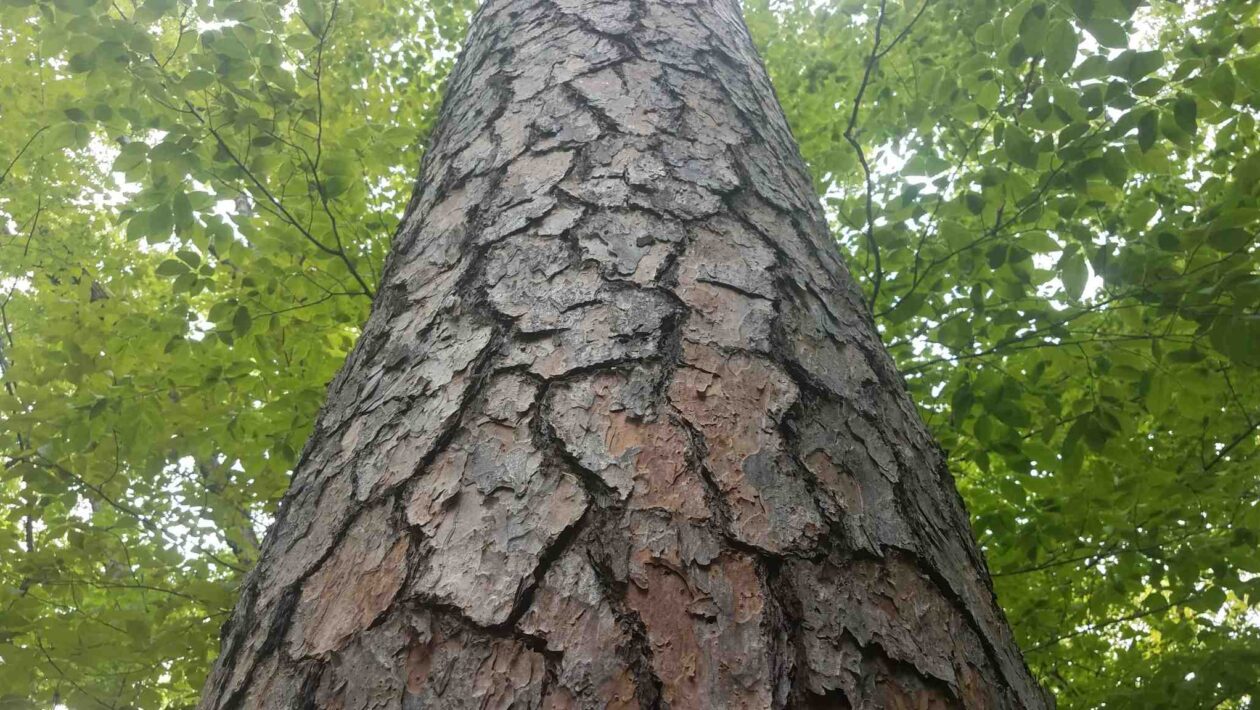 Micróbios na casca das árvores ajudam a remover gases poluentes (Imagem: Getty Images/ Canva Pro)