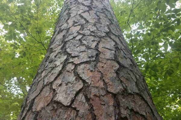 Micróbios na casca das árvores ajudam a remover gases poluentes (Imagem: Getty Images/ Canva Pro)