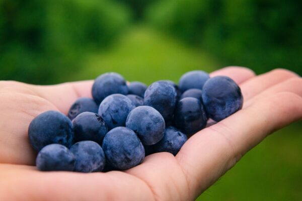 Mirtilos diários favorecem a saúde do coração. (Foto: Pexels via Canva)
