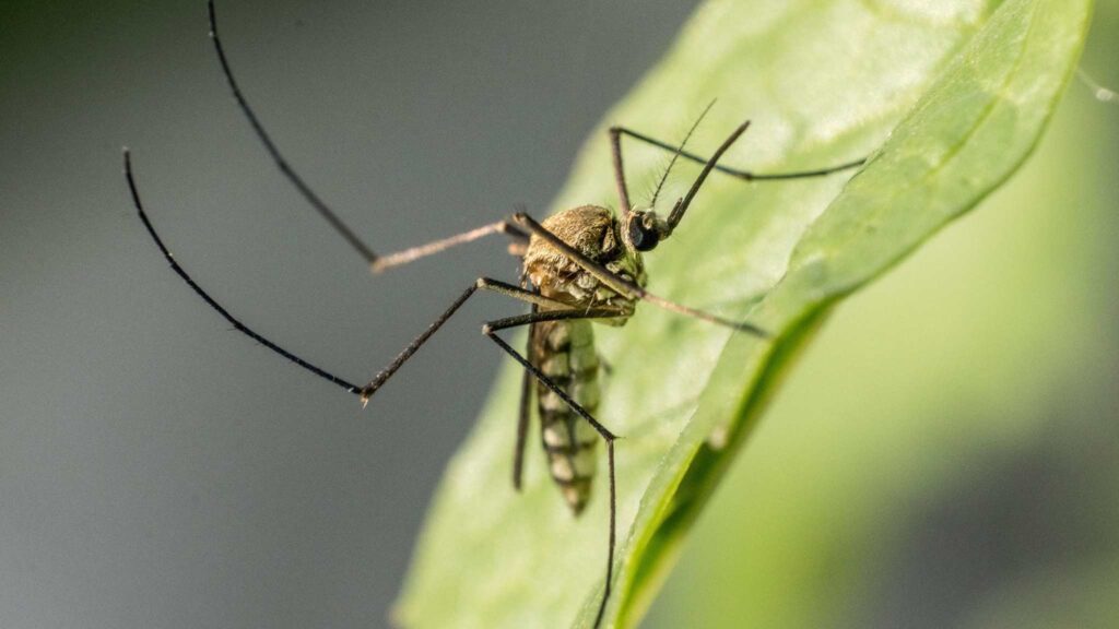 Perda de biodiversidade aumenta risco de doenças transmitidas por mosquitos. (Imagem: Pexels via Canva)