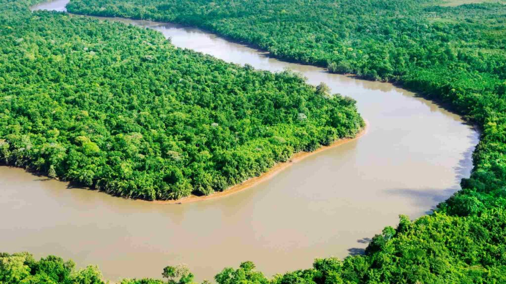 Florestas tropicais mostram transformações regionais após 40 anos (Imagem: Getty Images/ Canva Pro)