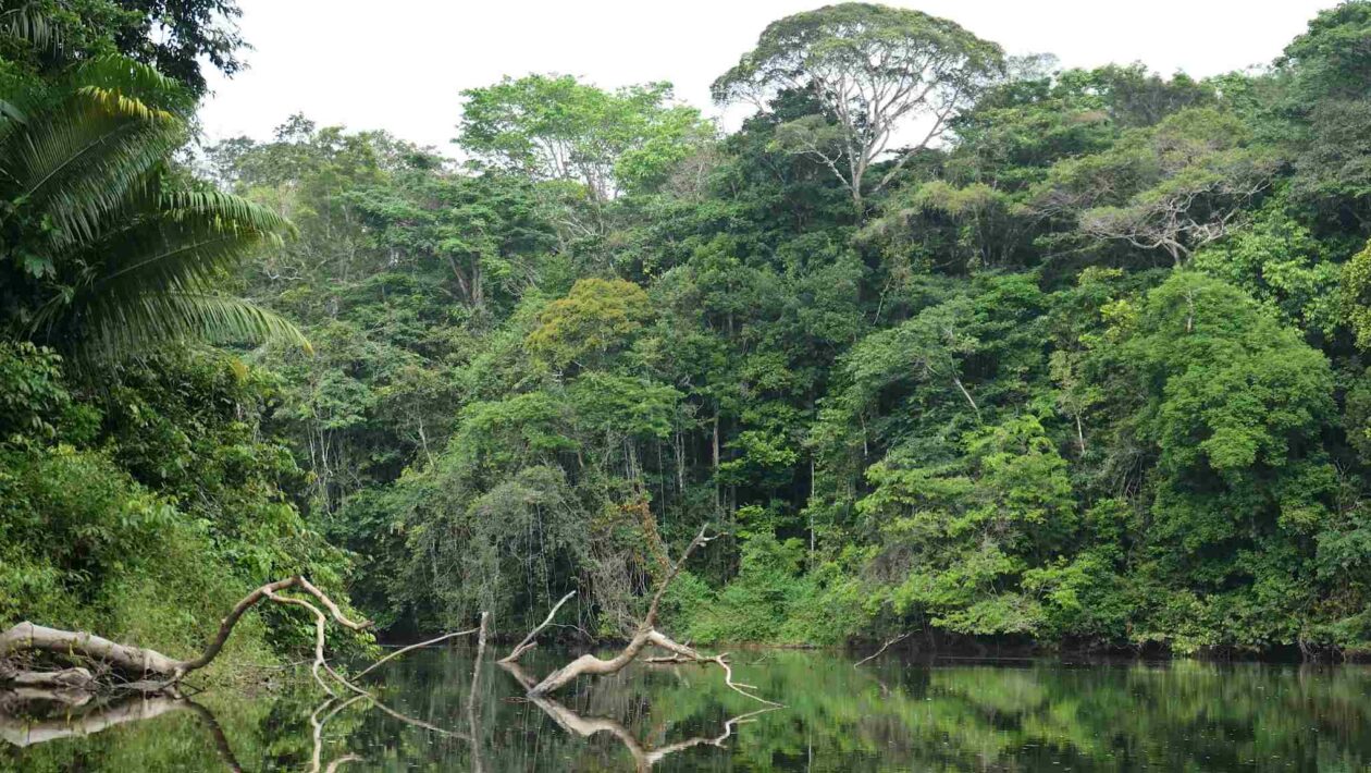 Amazônia e Andes mudam com o clima: espécies se perdem e surgem (Imagem: Getty Images/ Canva Pro)