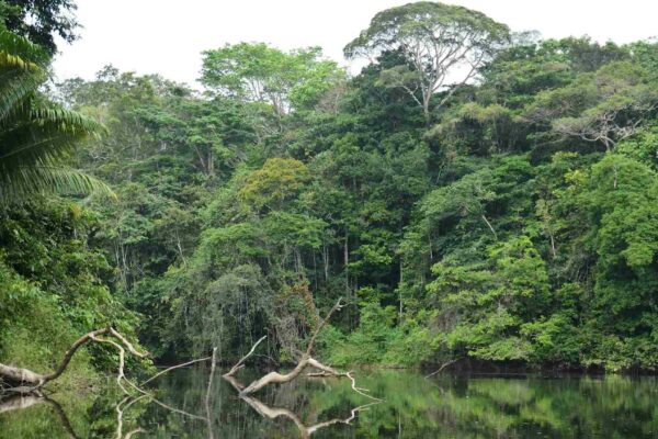 Amazônia e Andes mudam com o clima: espécies se perdem e surgem (Imagem: Getty Images/ Canva Pro)