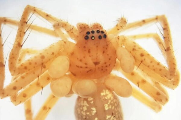 O “colar” da aranha escondia parasitas vivos microscópicos (Imagem: Ricardo Bassini-Silva)