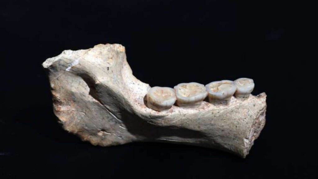 Mandíbula africana de 773 mil anos reescreve a evolução humana (Imagem: Hamza Mehimdate, Program Préhistoire de Casablanca)
