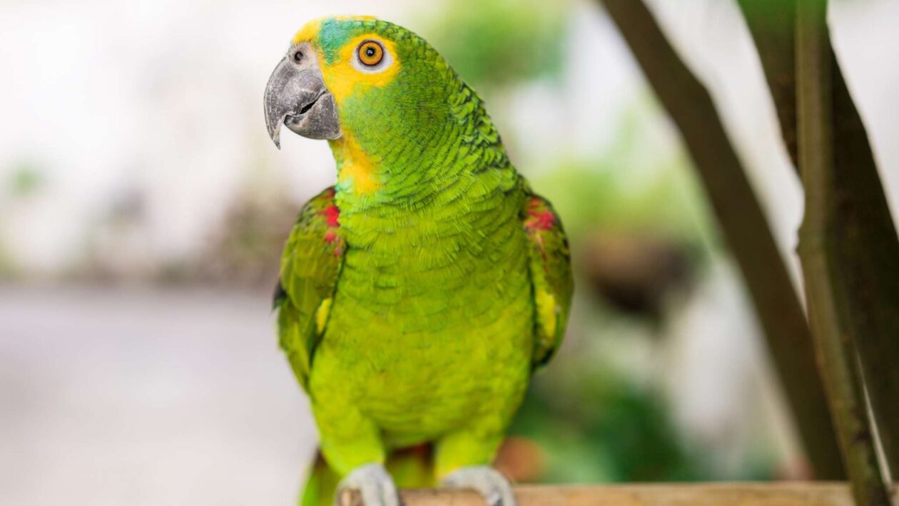 Papagaios criam sons únicos para identificar cada filhote desde cedo (Imagem: Getty Images/ Canva Pro)