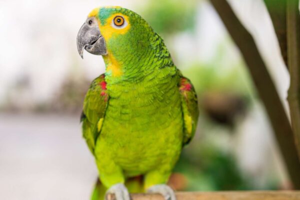 Papagaios criam sons únicos para identificar cada filhote desde cedo (Imagem: Getty Images/ Canva Pro)