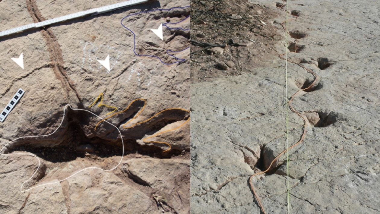 Pegadas fossilizadas revelam a rotina dos dinossauros. (Foto: Raúl Esperante via PLOS One)