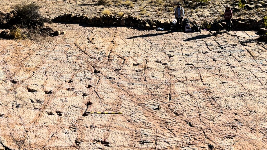Mais de 16 mil rastros preservam comportamentos do Cretáceo. (Foto: Raúl Esperante via PLOS One)