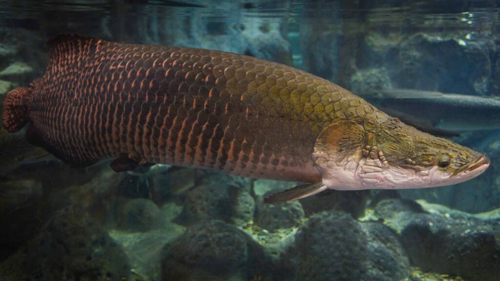 Respirar ar foi a solução evolutiva de um peixe da Amazônia (Imagem: Getty Images/ Canva Pro)
