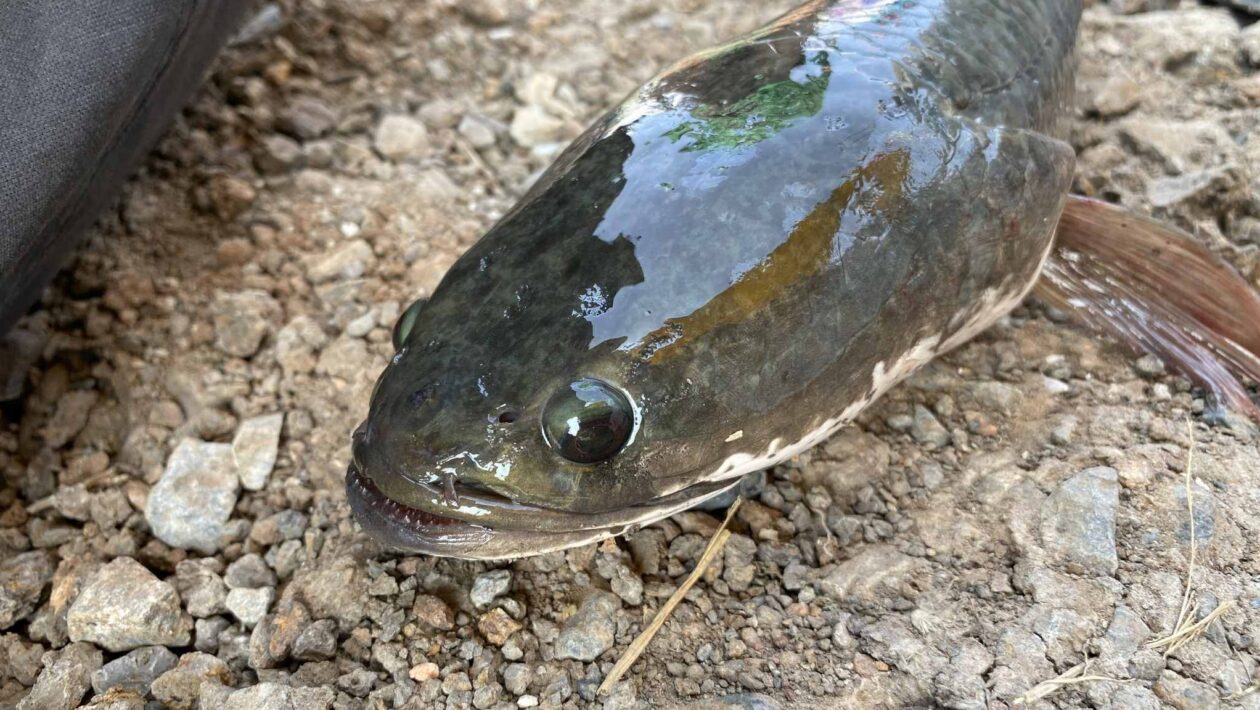 A adaptação que permite a um peixe da Amazônia sobreviver à seca (Imagem: Getty Images/ Canva Pro)