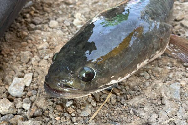 A adaptação que permite a um peixe da Amazônia sobreviver à seca (Imagem: Getty Images/ Canva Pro)