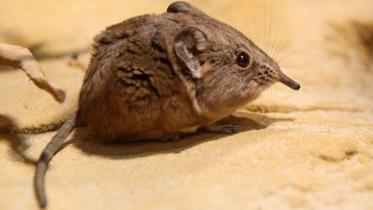Pegadas revelam sinais ocultos da saúde dos ecossistemas (Imagem: Getty Images/ Canva Pro)