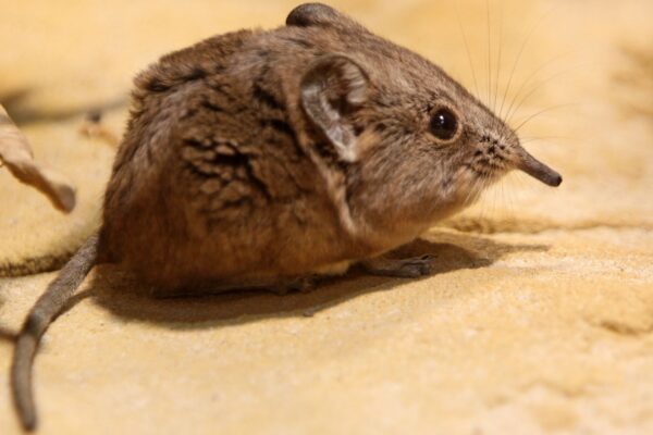 Pegadas revelam sinais ocultos da saúde dos ecossistemas (Imagem: Getty Images/ Canva Pro)