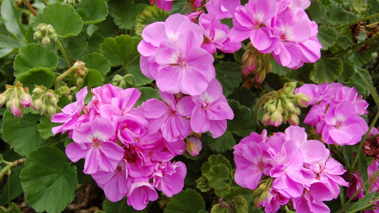 Gerânio afasta mosquitos e protege sua casa naturalmente. (Foto: Getty Images via Canva)