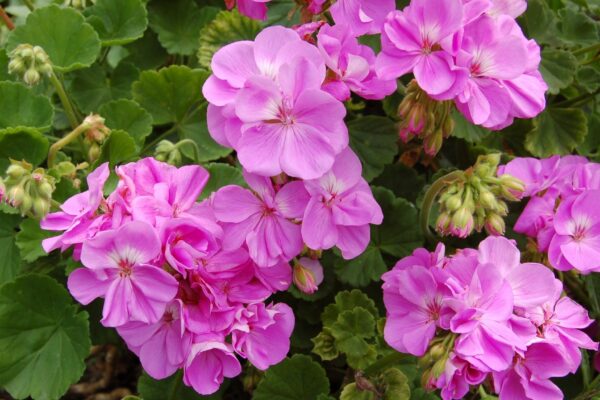 Gerânio afasta mosquitos e protege sua casa naturalmente. (Foto: Getty Images via Canva)