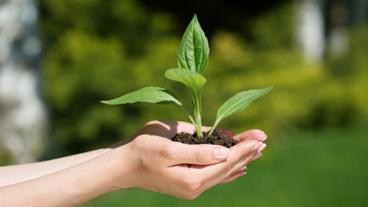 O toque humano ativa respostas internas nas plantas. (Foto: DAPA Images via Canva)