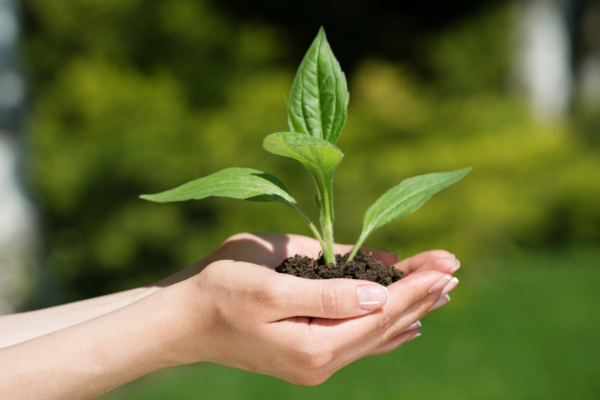 O toque humano ativa respostas internas nas plantas. (Foto: DAPA Images via Canva)