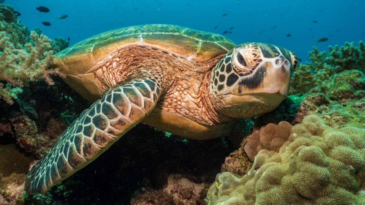 Tartarugas-verdes ingerem plásticos e revelam poluição oceânica global (Imagem: Getty Images/ Canva Pro)