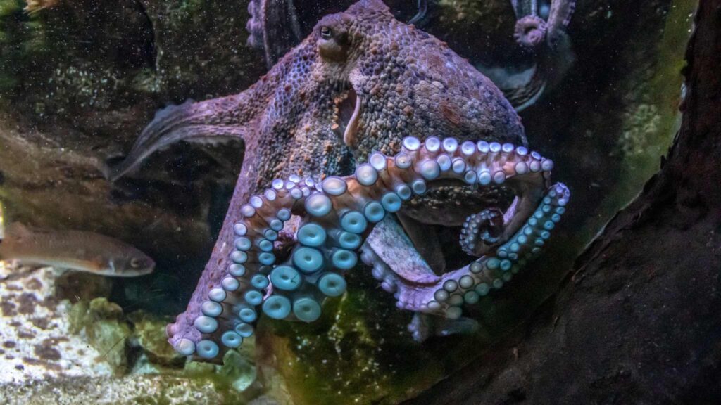 Inteligência e adaptação podem transformar polvos em protagonistas do planeta (Imagem: Getty Images via Canva)
