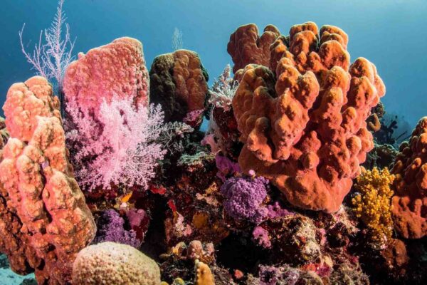 Recifes de coral podem sobreviver com ações locais e globais (Imagem: TrueCreatives ia Canva)
