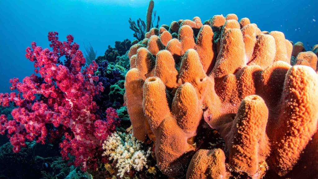 Colaboração é a chave para proteger os recifes e a vida marinha (Imagem: TrueCreatives ia Canva)
