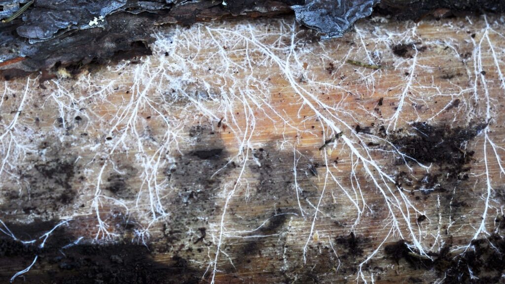 Micélio transforma desperdício em alimento nutritivo. (Foto: Leonie Cora Juhrich et al. via J. Agric. Food Chem)