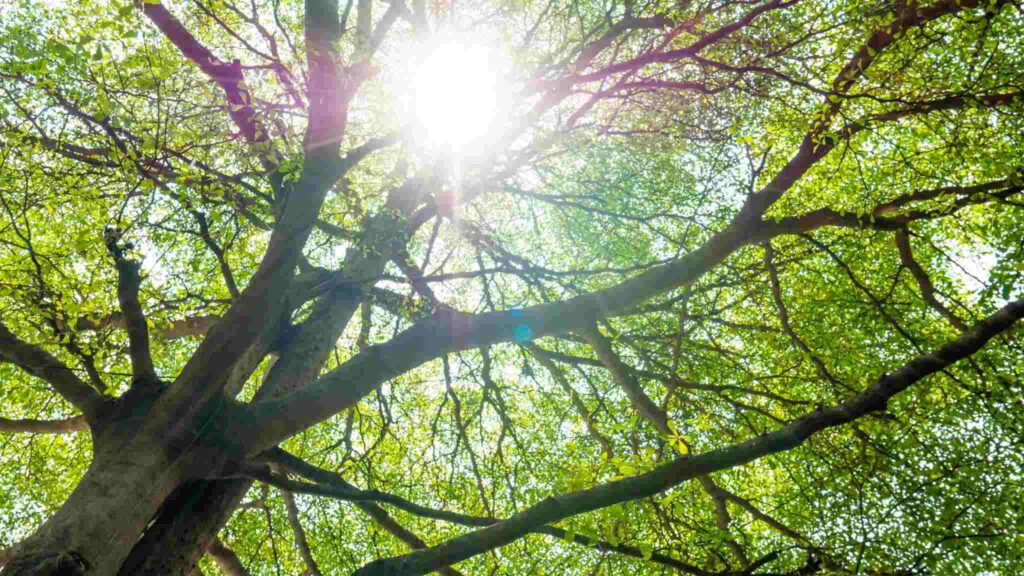 Satélites e IA permitem mapear florestas em risco rapidamente (Imagem: Getty Images/ Canva Pro)
