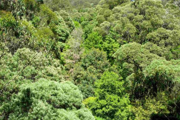 Luz das folhas revela genes e saúde das árvores à distância (Imagem: Getty Images/ Canva Pro)