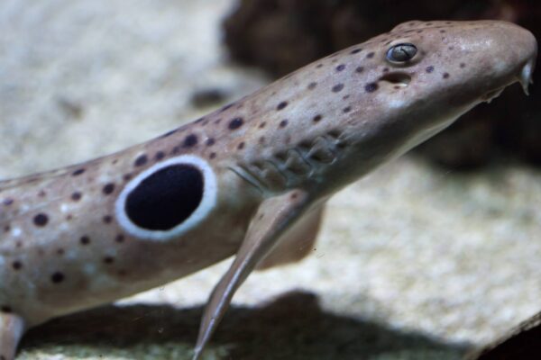 Tubarões-andantes se reproduzem sem gastar energia extra (Imagem: Getty Images/ Canva Pro)