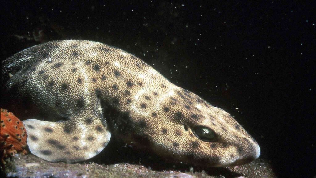 Reprodução surpreendente: tubarões mantêm metabolismo estável (Imagem: Getty Images/ Canva Pro)
