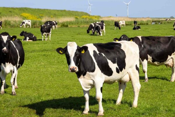 Vacas criam laços de amizade que reduzem o estresse e melhoram o bem-estar (Imagem: Getty Images/ Canva Pro)
