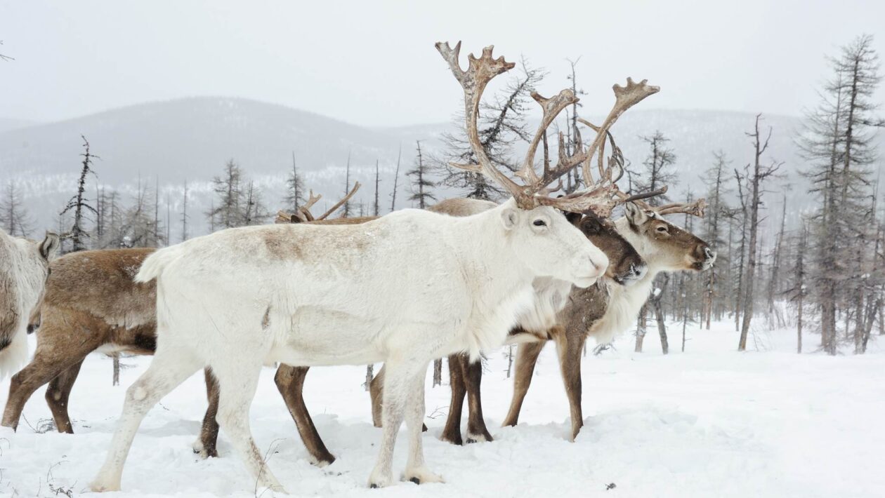 Vida no frio extremo: como humanos enfrentam o inverno mais rigoroso. (Imagem: Getty Images/ Canva Pro)