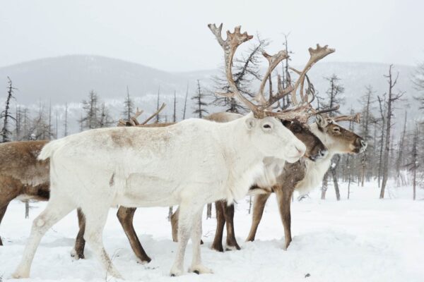 Vida no frio extremo: como humanos enfrentam o inverno mais rigoroso. (Imagem: Getty Images/ Canva Pro)