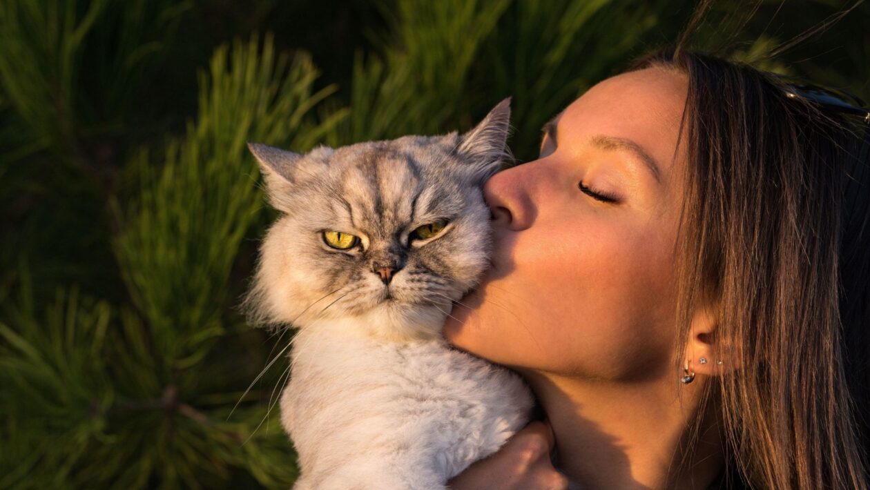 Estudo mostra que gatos criam laços emocionais com humanos. (Foto: Alamy via Canva)