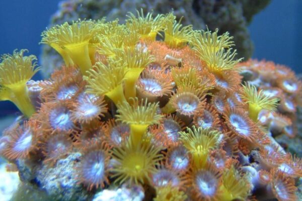 Zoantários cruzam oceanos mantendo aparência e genética quase intactas (Imagem: Rtcpenguin/ Domínio público)